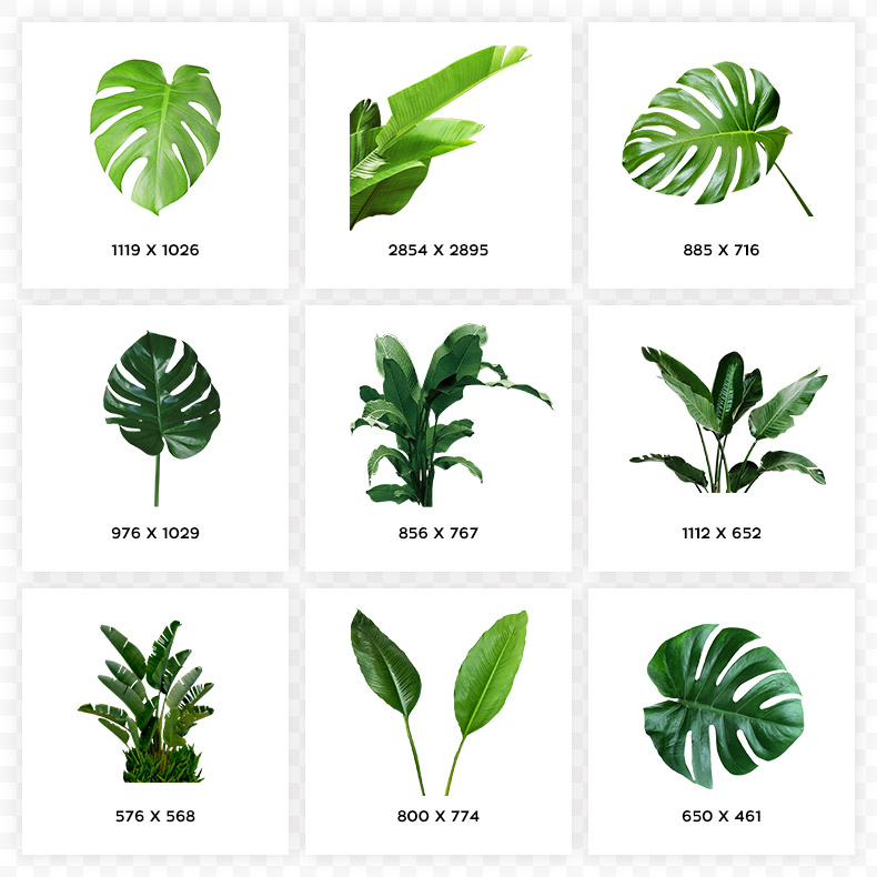 春天植物叶子,春季,开春,绿色春天,春天植物,植物叶子,绿叶,绿色植物