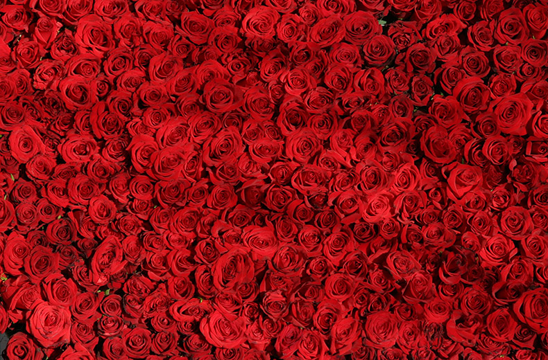 红色玫瑰花图片素材