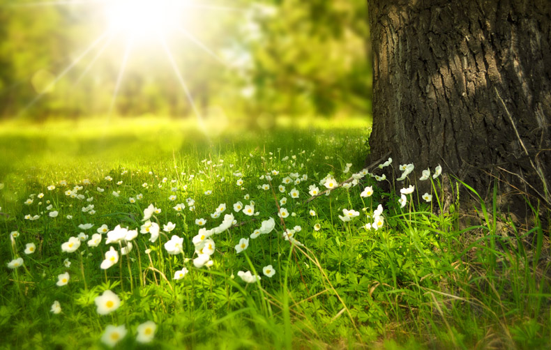 草地,绿色草地,自然风景,野花,小花,背景图片,cc0,免费图片