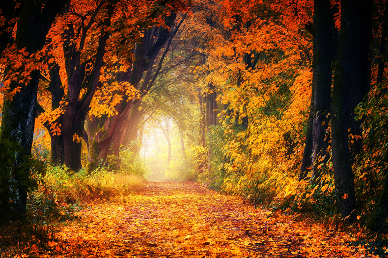 秋天风景,秋季风景,秋天背景,深秋背景,自然风景,落叶,秋天树叶,cc0