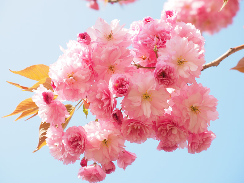 日本樱花图片素材