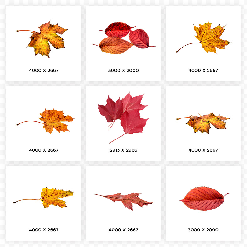 秋天枫叶,树叶,叶子,秋季,深秋,秋天树叶,黄色树叶,落叶