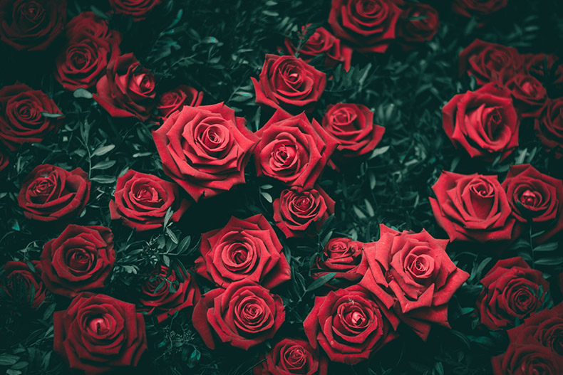 红玫瑰图片素材