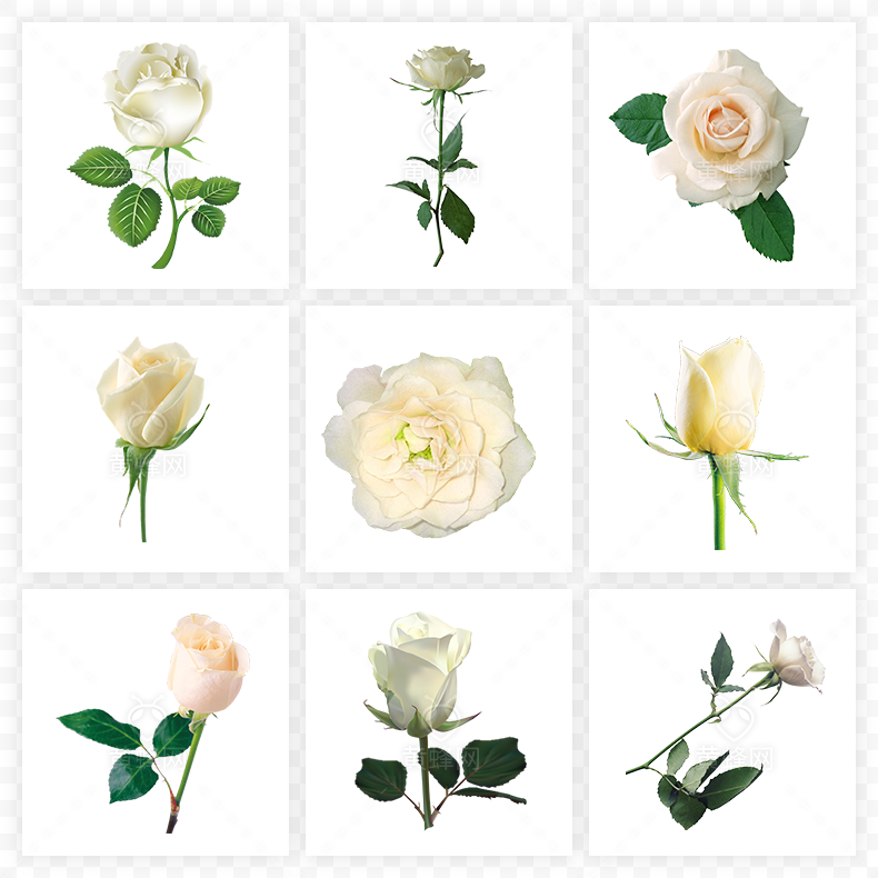 玫瑰花,白玫瑰,玫瑰,花,白色玫瑰,白色玫瑰花,情人节,七夕,七夕情人节,爱情,浪漫,母亲节,520,38女王节,38妇女节,