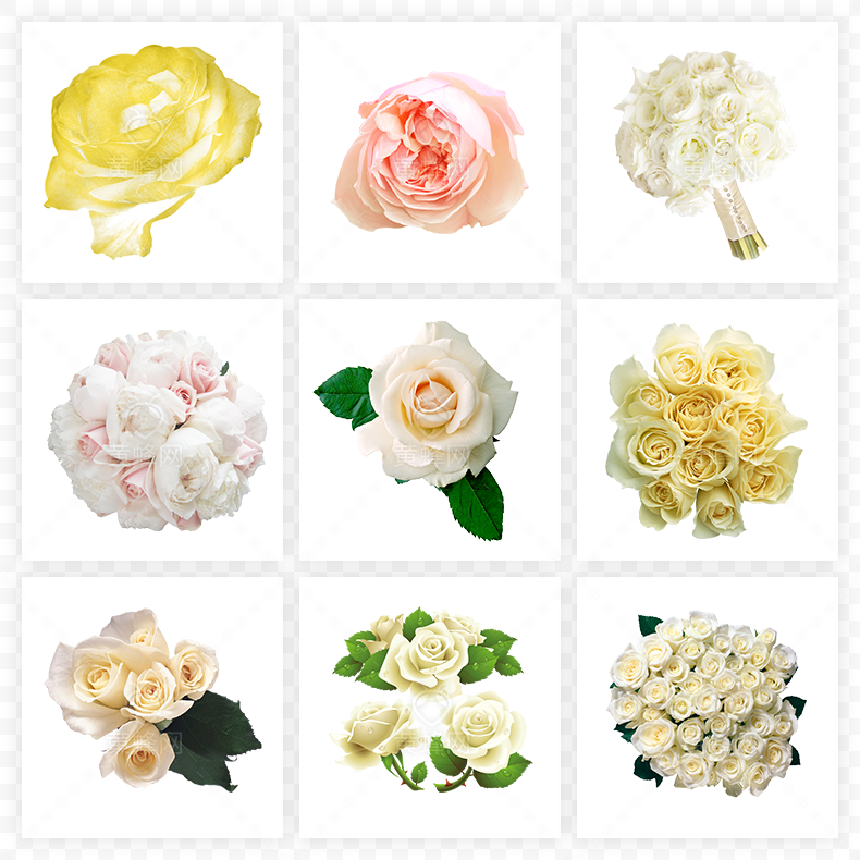 玫瑰花,白玫瑰,玫瑰,花,白色玫瑰,白色玫瑰花,情人节,七夕,七夕情人节,爱情,浪漫,母亲节,520,38女王节,38妇女节,