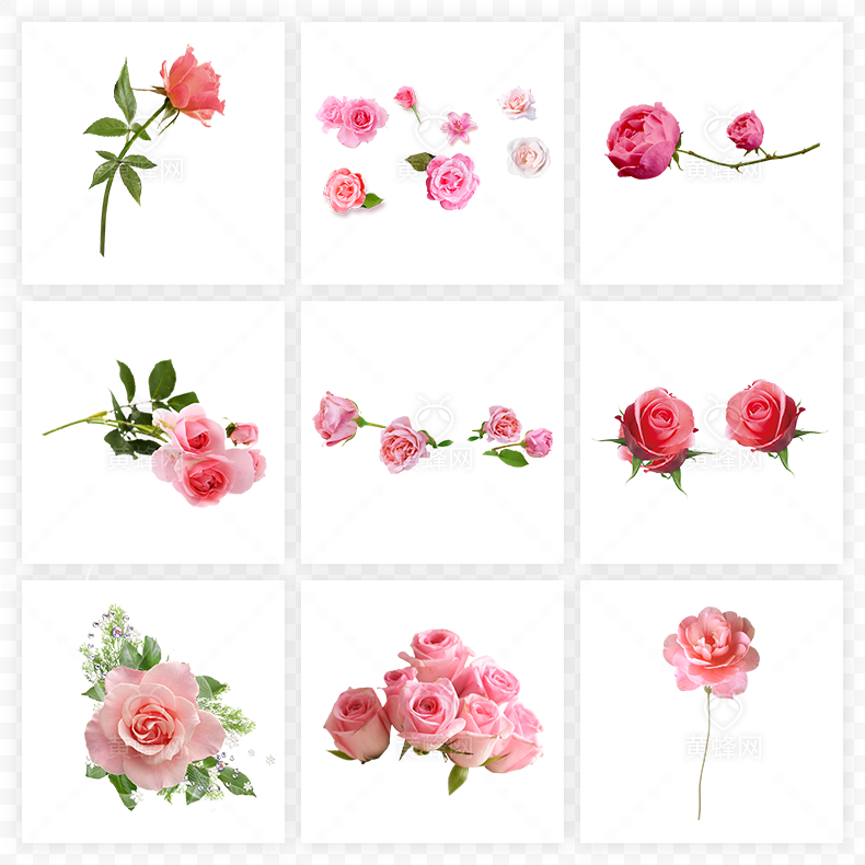 粉色玫瑰花,玫瑰,玫瑰花,爱情,浪漫,情人节,七夕,七夕情人节,母亲节,520,38女王节,38妇女节,