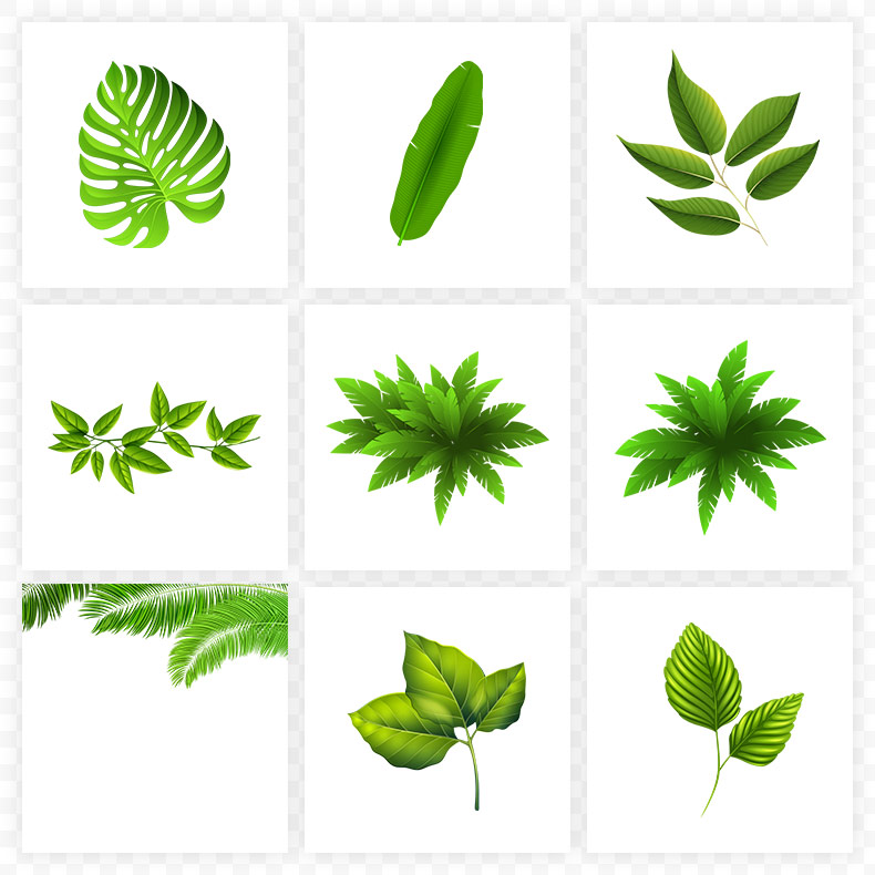 绿叶,绿色叶子,树叶,叶子,绿色,春天,春季,夏天,夏季,天猫焕新季,狂暑季,