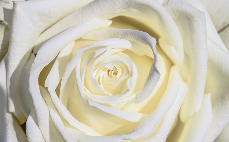 白色玫瑰花,白玫瑰,玫瑰花,玫瑰,花,情人节,爱情,浪漫,七夕情人节,CC0,免费图片,