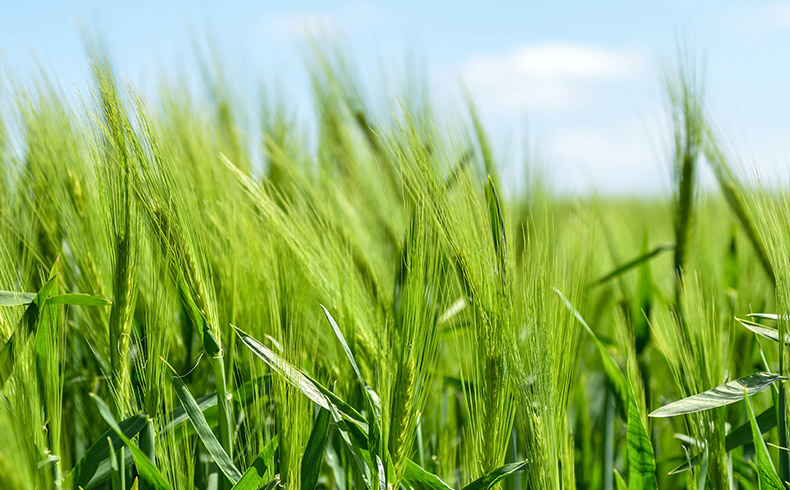 麦子,现代农业,农产品,小麦,绿色,农作物,CC0,免费图片,