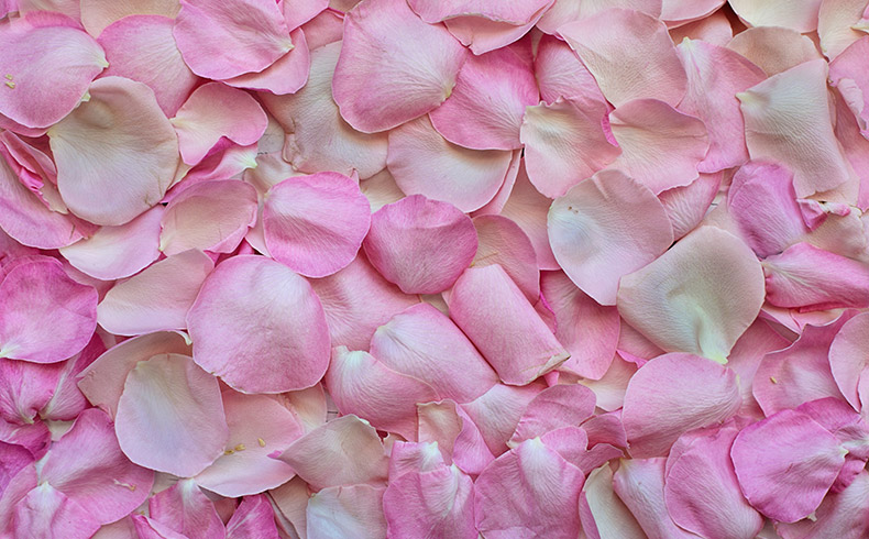 粉色花瓣,花瓣,粉色,浪漫,情人节,母亲节,唯美,漂亮的花,花,CC0,免费图片,