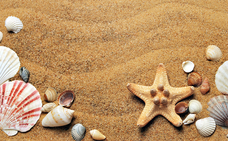 沙滩,海滩,沙,沙地,贝壳,海星,夏天,夏季,夏,CC0,免费图片,