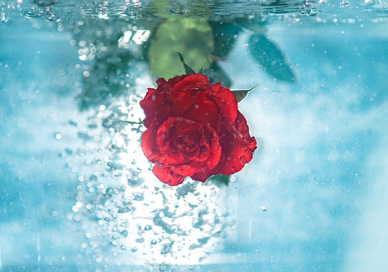 水下玫瑰花,玫瑰花,水下,水,花,创意,水泡,CC0,免费图片,