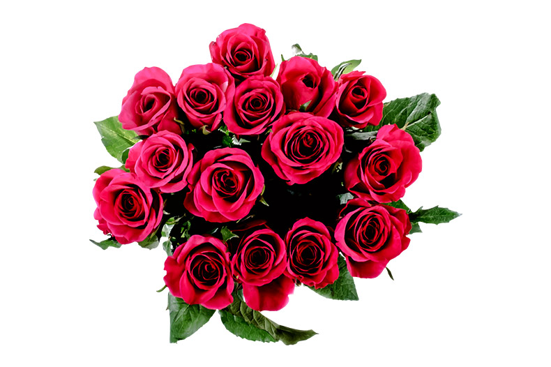 玫瑰花,红玫瑰,红色玫瑰花,花,情人节,七夕,七夕情人节,矢量玫瑰花,CC0,免费素材,