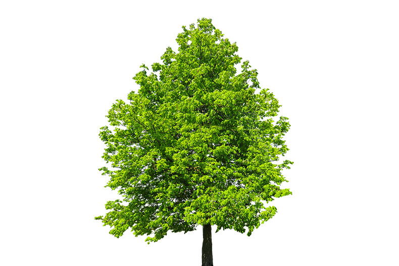 大树,树,PNG树,CC0,免费素材,