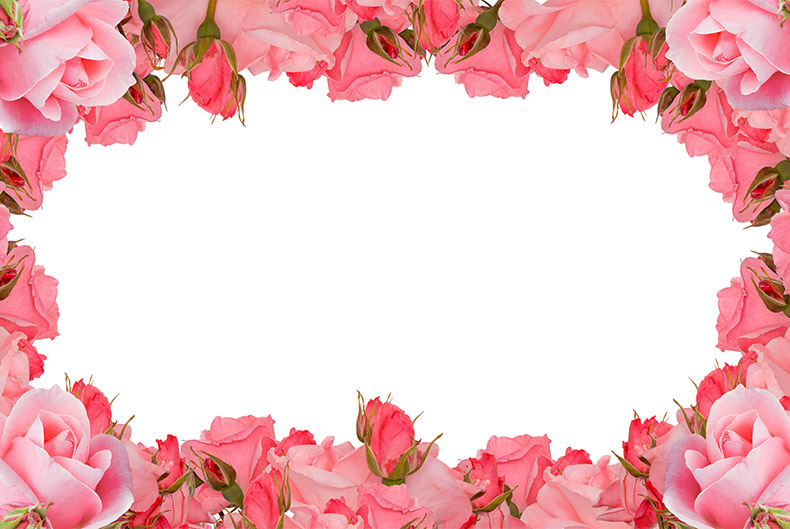 粉色玫瑰花,玫瑰花,粉色玫瑰,花,情人节,浪漫,爱情,七夕节,CC0,免费图片,
