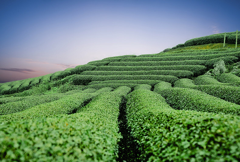 茶园,茶山,茶叶,茶,绿茶,中国茶,茶文化,CC0,免费图片,