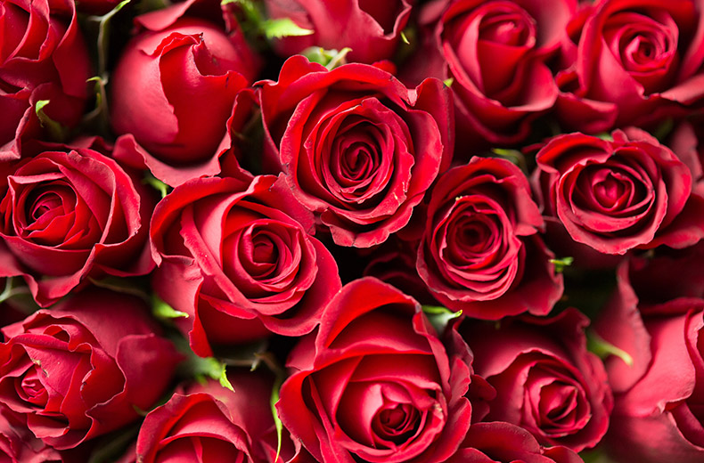 红色玫瑰花,红玫瑰,花,玫瑰花,情人节,七夕情人节,爱情,浪漫,背景图片,CC0,免费图片,