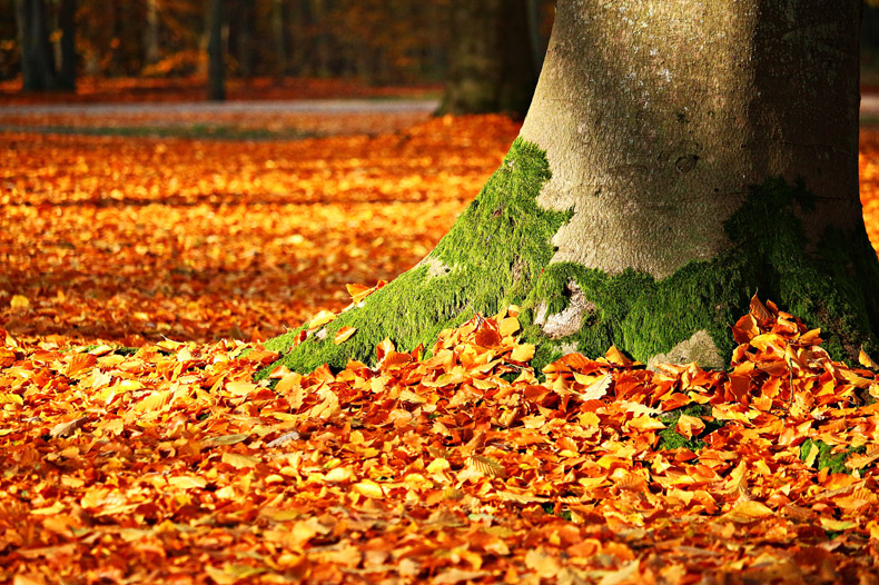 秋天风景,秋季风景,秋天背景,深秋背景,自然风景,落叶,秋天树叶,CC0,免费图片,