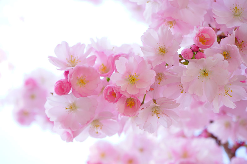 日本樱花,樱花盛开,粉色的花,春天,春季,春,CC0,免费图片,