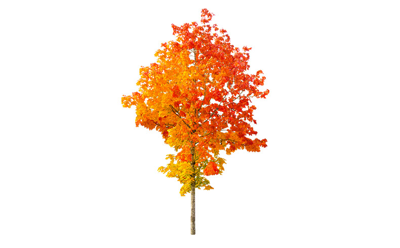 秋天的树,秋天,秋季,深秋,树,大树,