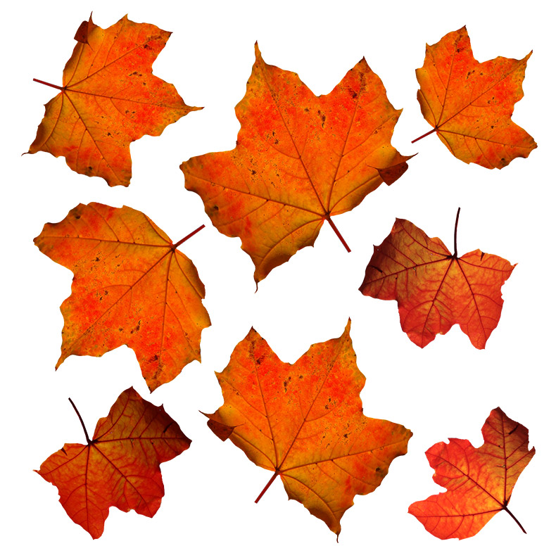 秋天枫叶,树叶,叶子,秋季,深秋,秋天树叶,黄色树叶,落叶,