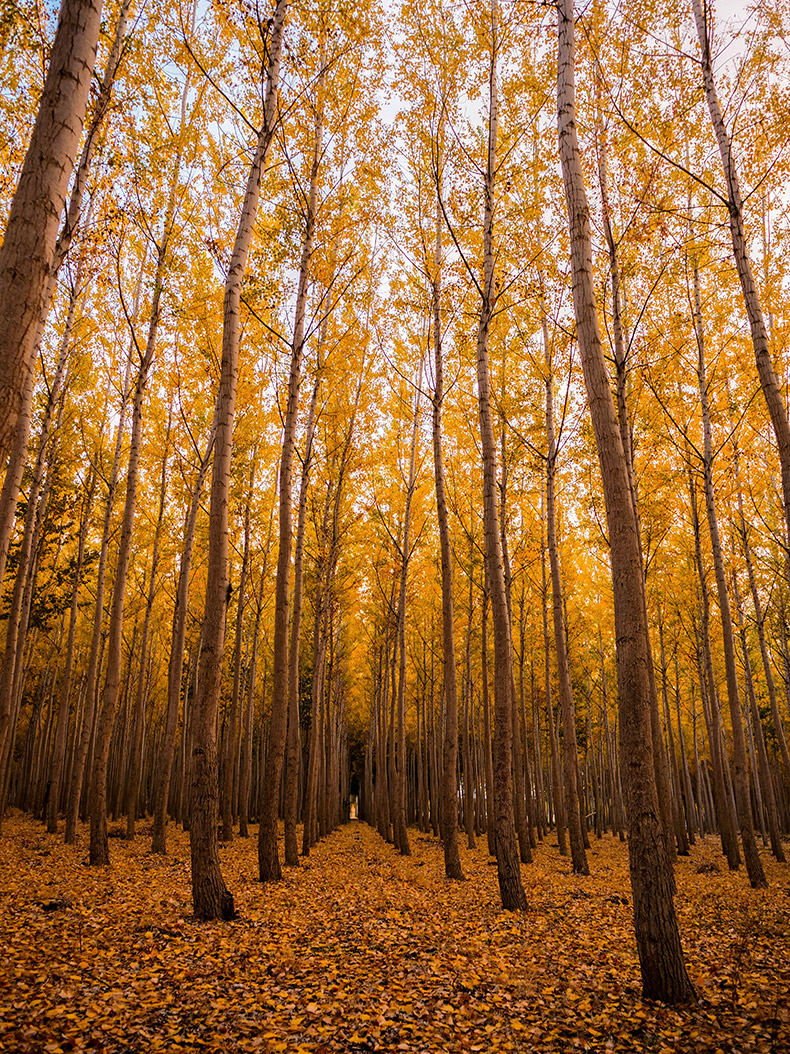 秋天树林,秋天,秋季,秋天森林,秋天落叶,秋天背景,秋季背景,背景图片,CC0,免费图片,