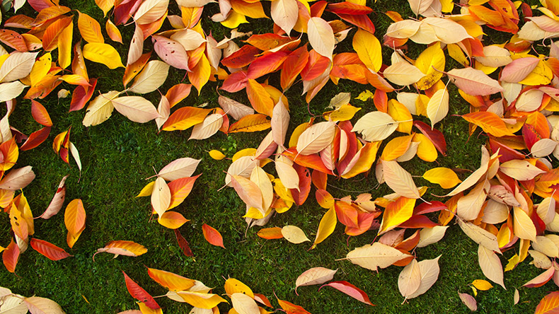 秋天落叶,秋天树叶,秋季,树叶,落叶,自然风景,背景图片,底纹背景,CC0,免费图片,