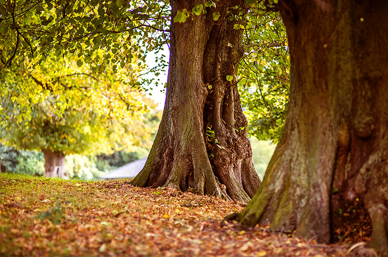 秋天大树,秋天背景,秋季背景,大树根,秋,初秋背景,自然风景,背景图片,CC0,免费图片,