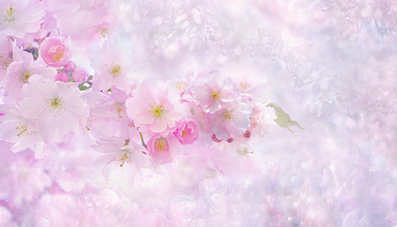 粉色桃花,桃花,春天,春季,粉色背景,淡雅背景,唯美背景,背景图片,CC0,免费图片,