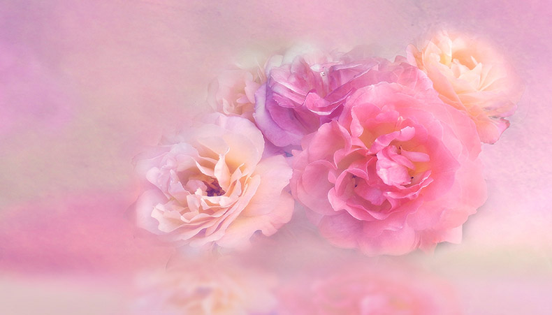 粉色的花,花,花朵,唯美,浪漫,春天,春季,春季焕新,春,粉色背景,漂亮的花,美丽的花,背景图片,CC0,免费图片,