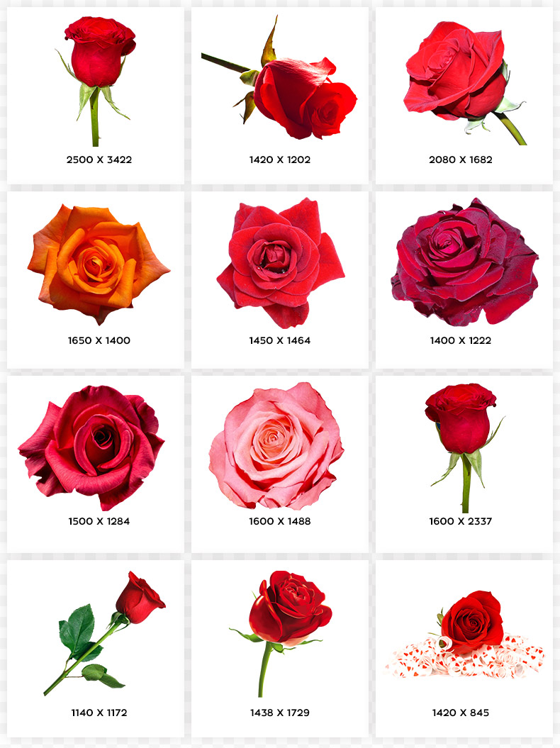 玫瑰花,红玫瑰,红色玫瑰花,花,情人节,七夕,七夕情人节,玫瑰花png,