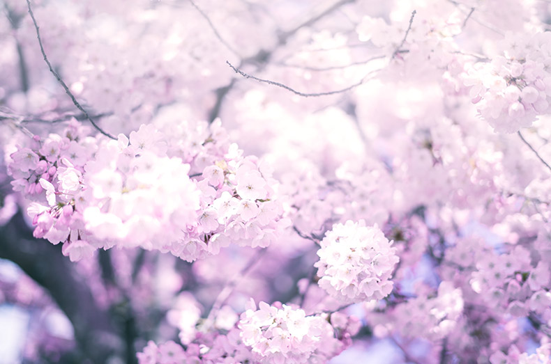粉色的花,粉色背景,唯美背景,小清新背景,背景图片,CC0,免费图片,