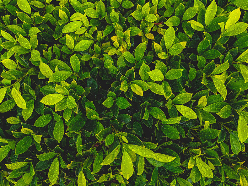 绿叶,绿色茶叶,绿色叶子,自然,茶叶水珠,背景图片,CC0,免费图片,