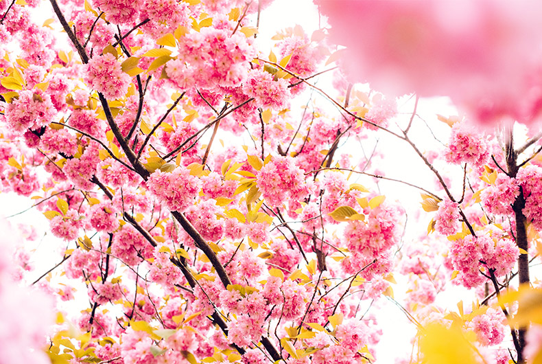 桃花,花,春天,春季,春暖花开,春季焕新,粉色桃花,CC0,免费图片,