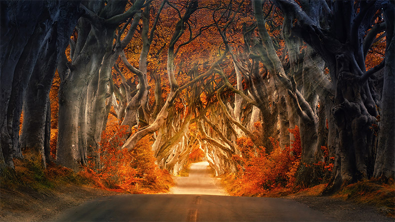 梦幻森林,唯美森林,森林,树林,森林大道,梦境,唯美,梦幻,曙光,秋天,秋季,自然风景,背景图片,CC0,免费图片,