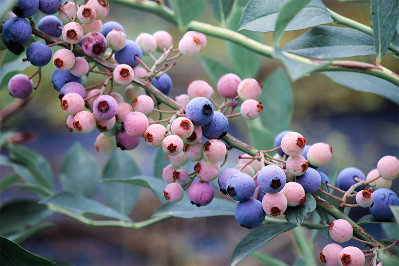 蓝莓,蓝莓树,蓝莓实拍,蓝莓摄影,水果,