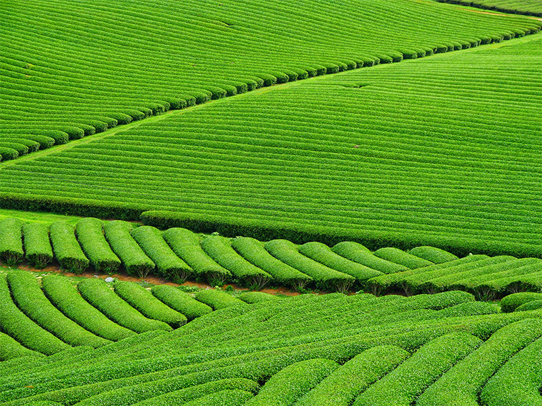 茶园,茶山,茶叶,茶,绿茶,中国茶,茶文化,CC0,免费图片,