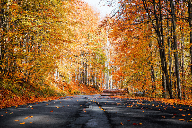 秋天树林,秋天,秋季,初秋,立秋,秋天道路,秋天落叶,自然风景,自然风光,CC0,免费图片,