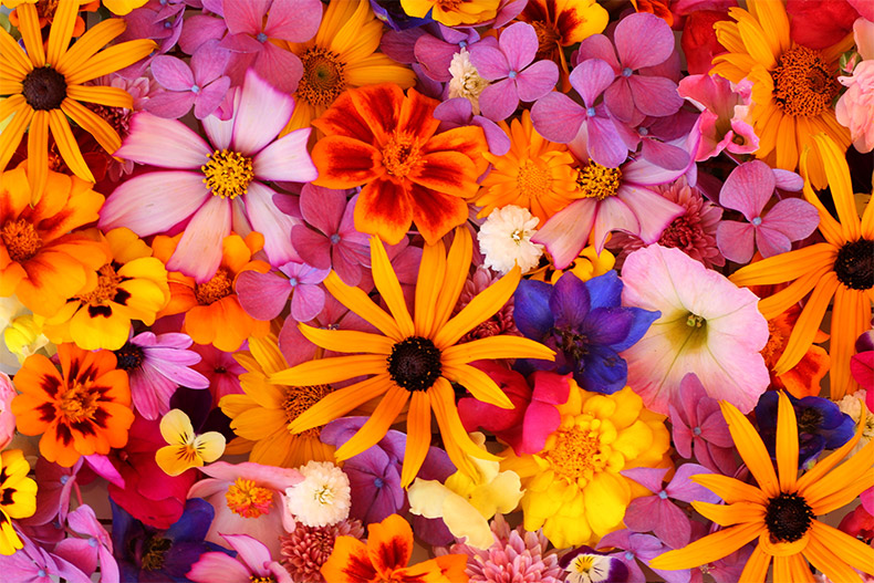 五彩鲜花,彩色的花,花,漂亮的花,花背景,美丽的花,CC0,免费图片,