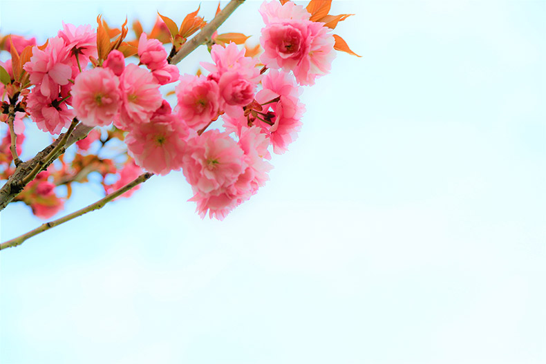 粉色的花,花,户前景,可以做前景的花,漂亮的花,春天,春季,春,樱花,自然,CC0,免费图片,