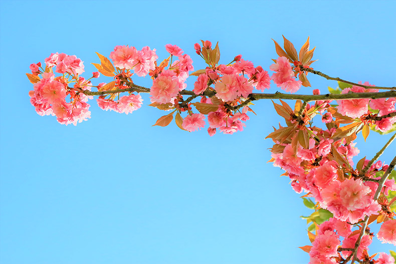 粉色的花,花,户前景,可以做前景的花,漂亮的花,春天,春季,春,樱花,自然,CC0,免费图片,