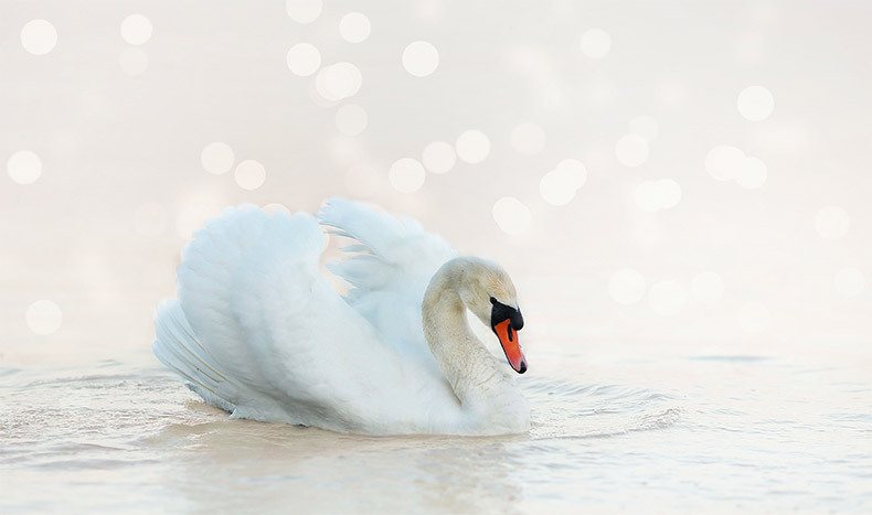 白天鹅,唯美,梦幻,爱情,浪漫,天鹅,白色的天鹅,CC0,免费图片,