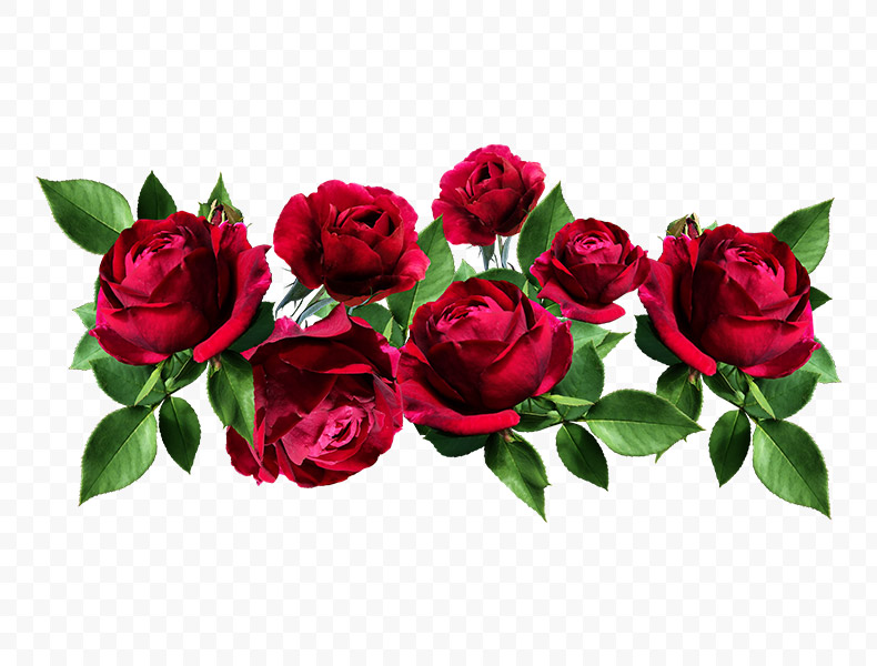 玫瑰花,红玫瑰,玫瑰,花,红色的玫瑰,玫瑰花png,红玫瑰png,免扣花,免扣素材,png,