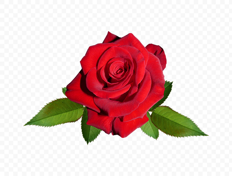 玫瑰花,红玫瑰,玫瑰,花,红色的玫瑰,玫瑰花png,红玫瑰png,免扣花,免扣素材,png,
