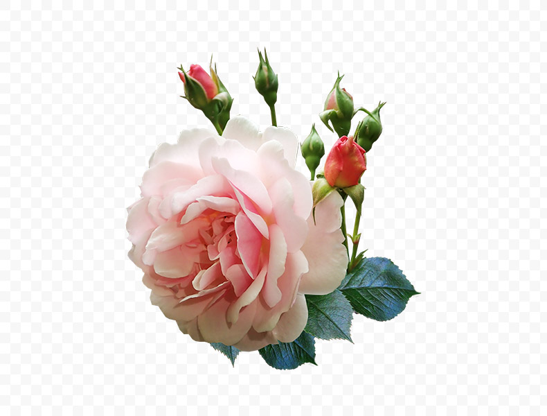 玫瑰花,粉色玫瑰,玫瑰,花,粉色的玫瑰,玫瑰花png,红玫瑰png,免扣花,免扣素材,png,
