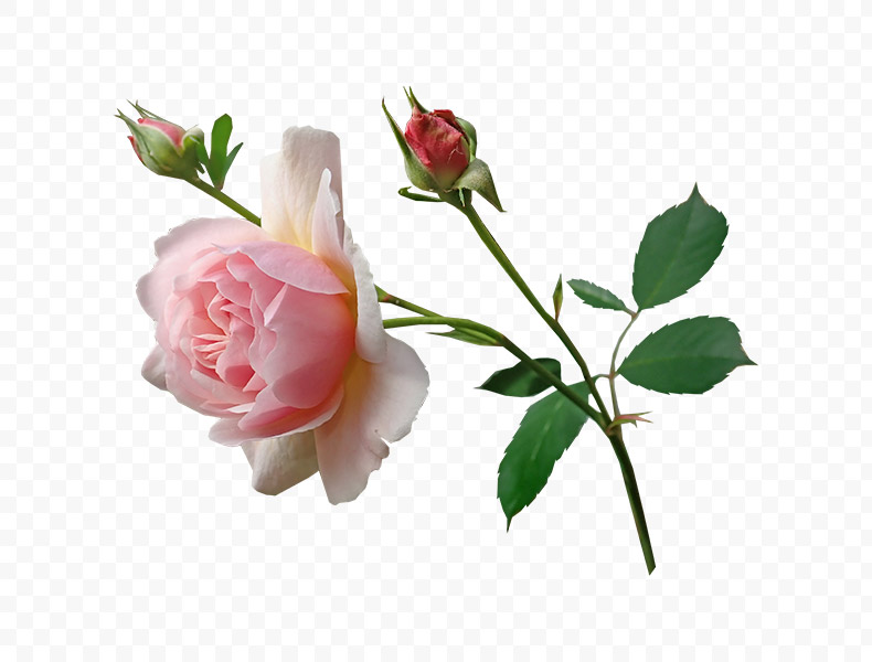 玫瑰花,粉色玫瑰,玫瑰,花,粉色的玫瑰,玫瑰花png,红玫瑰png,免扣花,免扣素材,png,