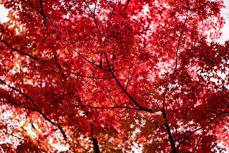 秋天枫叶,秋天树叶,秋天,秋季,秋天背景,枫叶背景,摄影图片,免费图片,CC0,