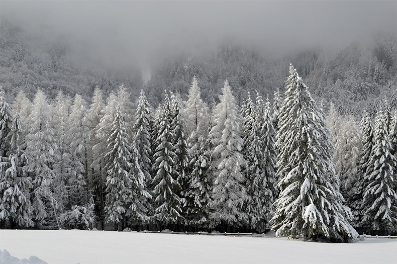圣诞节背景,冬天,冬季,森林,冬天森林,冬季森林,圣诞节森林,圣诞,背景图片,免费图片,CC0,