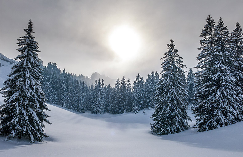 冬天森林,冬天,冬季,自然风景,自然风光,雪地,冷杉树,圣诞节,寒冷,CC0,免费图片,
