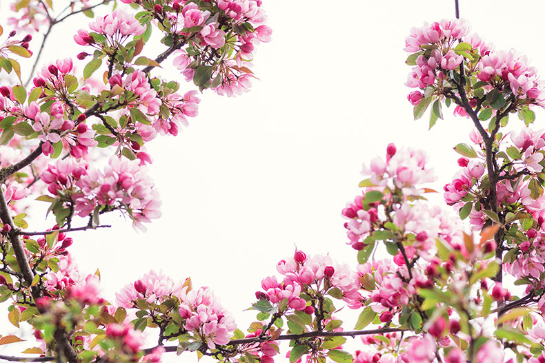 粉色桃花,桃花,春天的花,春季,春暖花开,粉色的花,花,CC0,免费图片,